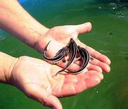 Малек осетра,  форель.